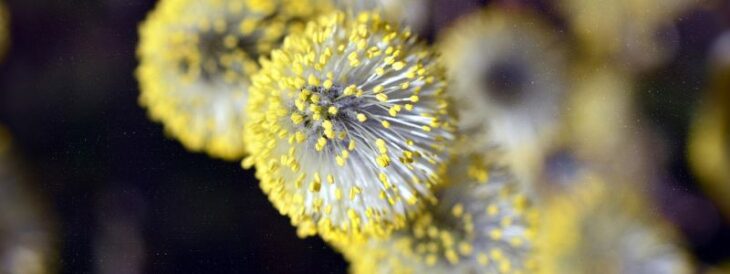 allergies-pollens