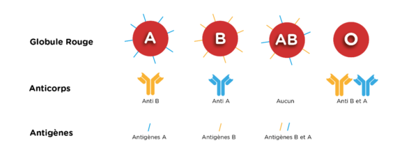 Groupe Sanguin Et Don Du Sang - Ouilab - Laboratoires De Biologie Médicale