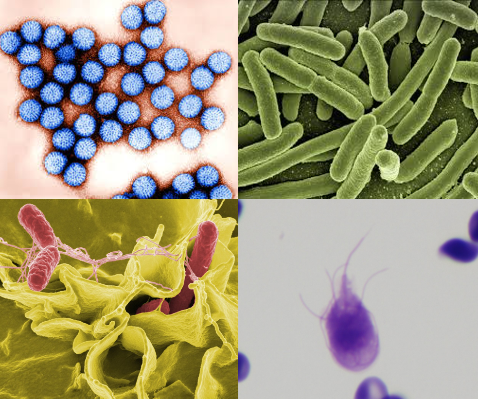 Les gastro-entérites