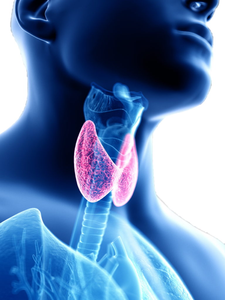 La Thyroïde