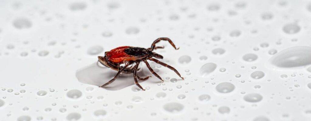Tiques et maladie de Lyme